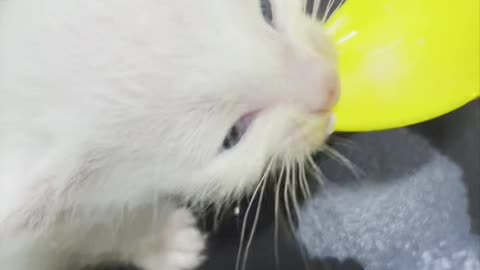 baby cat drinks milk