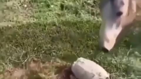 Dog and horse playing with turtles