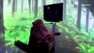 Neuralink video shows monkey gaming via brain chip