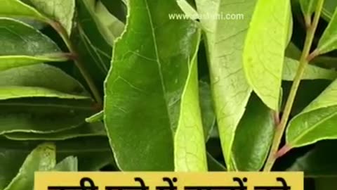 करी पत्ते के जबरदस्त फायदे|Amazing benefits of curry leaves