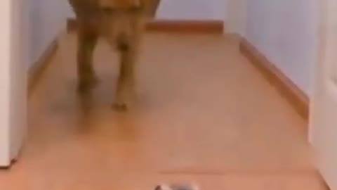 Dog Running Away From Robot Car