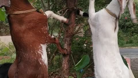 Funny video of goat climbing the tree and having the food.