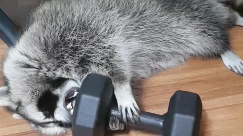 Raccoon plays with dumbbells.