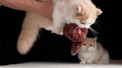 Kitten eats beef kidney | ASMR