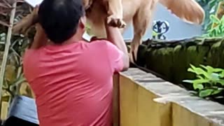 Dog Is Afraid Of Heights