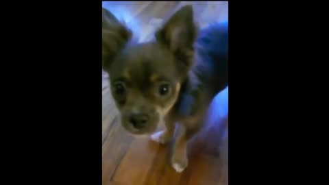 Funny Animals and Babies, Funny Cats and Dogs, Puppy Kittens, Dog Coughing