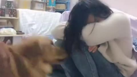 Cute and Adorable dog tries to console his owner