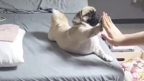 Adorable pug and master high five