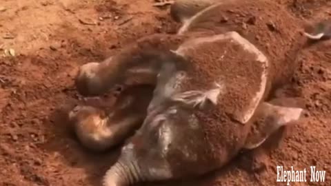 Elephant is on The Ground And Playing in The Dirt.
