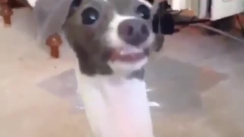 A dog with a long neck