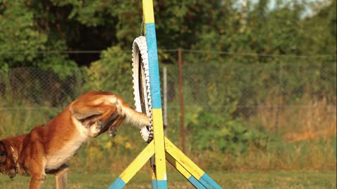 Dog Agility Jumping - How High Does A Dog Jump In Agility?
