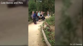 Funny Different Animals Chasing and Scaring People