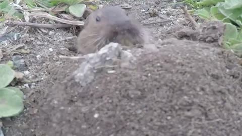 Gopher Digging a Hole SB