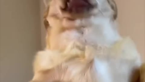 Dog funny video