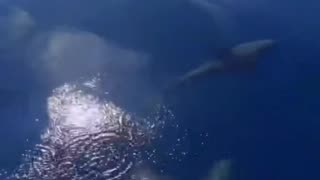 Dolphins 🐬 always like to play and have fun