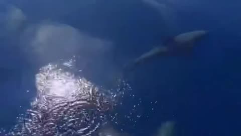 Dolphins 🐬 always like to play and have fun