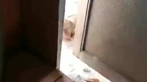 Cats know how to open the door
