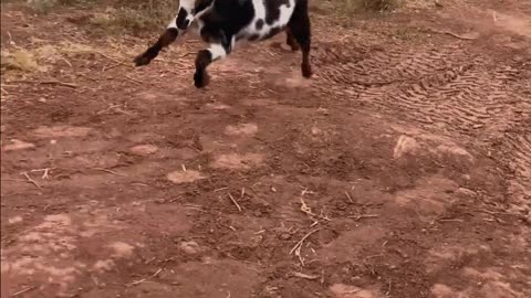 Tulip the Nigerian Dwarf: Baby Goat Prancing Around H5 Ranch 🎉