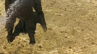 Alpaca Dances in the Water to Cool Down