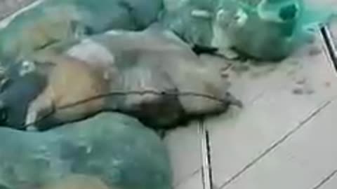 Pets gathered in nets in China.