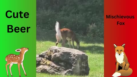 Cute beer and fox | beer and fox | mother save | mother love | babies