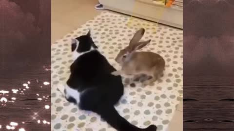 Rabbit massages cat that gets tickled