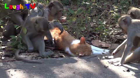 Funniest monkey annoying cat are playing together😍😍😍