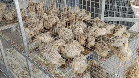 Raising quail