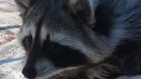 The raccoon was surprised to see the forklift for the first time in his life.