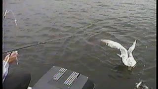 Seagull Battles Fisherman For Fish On A Line