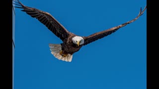 Eagle Taking Flight