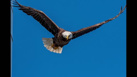 Eagle Taking Flight