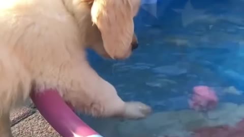 Cute dogs loving and not loving being in water, compilation. Funny!!