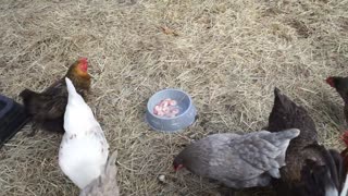 My second try giving shrimp to my chickens.