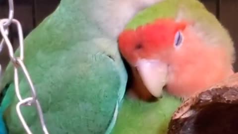 Romantic parrot