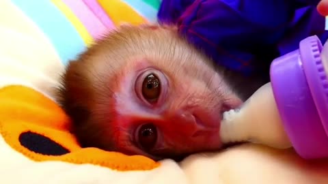 cute monkey