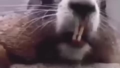 animals funny video