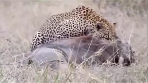 Top 10 Animal Attacks Their Food On Camera | Real Animal Fighting