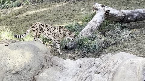 Cheetahs Chilling at the Zoo