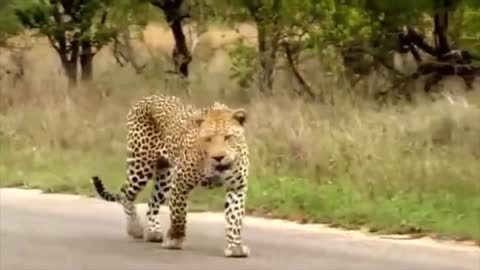 Leopard and Lizard Fighting...