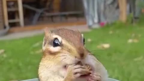 A squirrel eats in a funny way