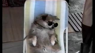 Cool Dog Enjoys A Lazy Day At The Beach