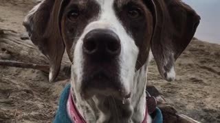 Brown and white dog in blue sweater shakes in front of lake