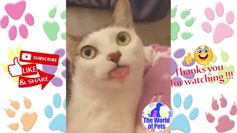 Funny cat showing tongue.