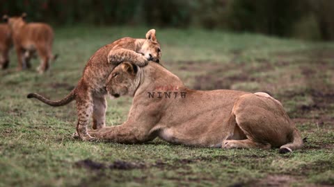 Adorable moment lion cub seen playing with its loving mother