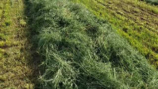Raking first crop hay in Minnesota