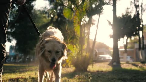 Dog walking with its owner in a park