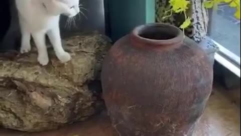 Gatos engraçados tente não rir/gatos levando susto/Gatos fazendo coisas engraçadas