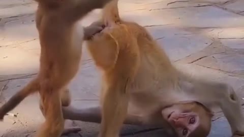 Monkey funny videos|animals |intertainmet