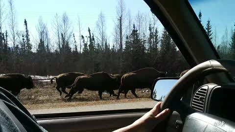 Bison traveling the highway